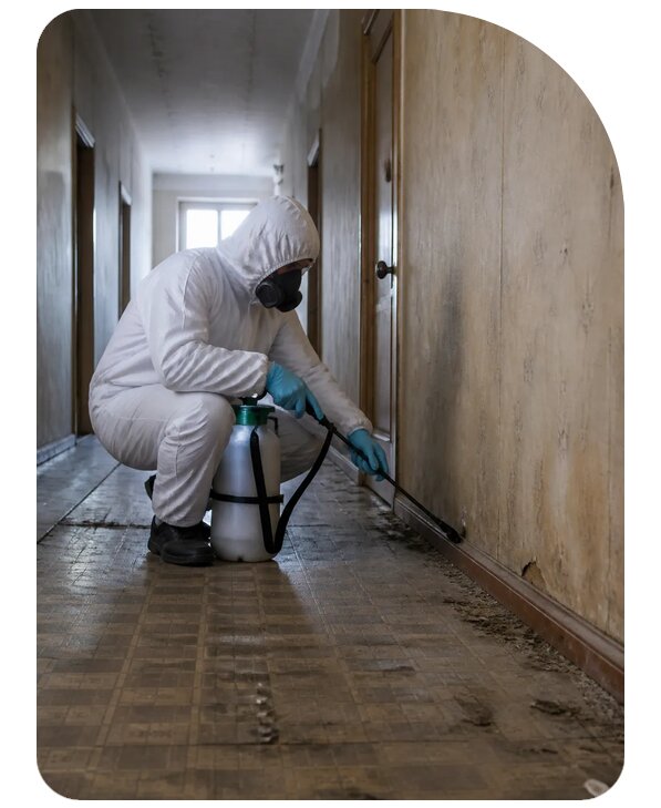 Услуга дератизации общежития в Балашове по цене от 15254 р. | Сенат-Бла